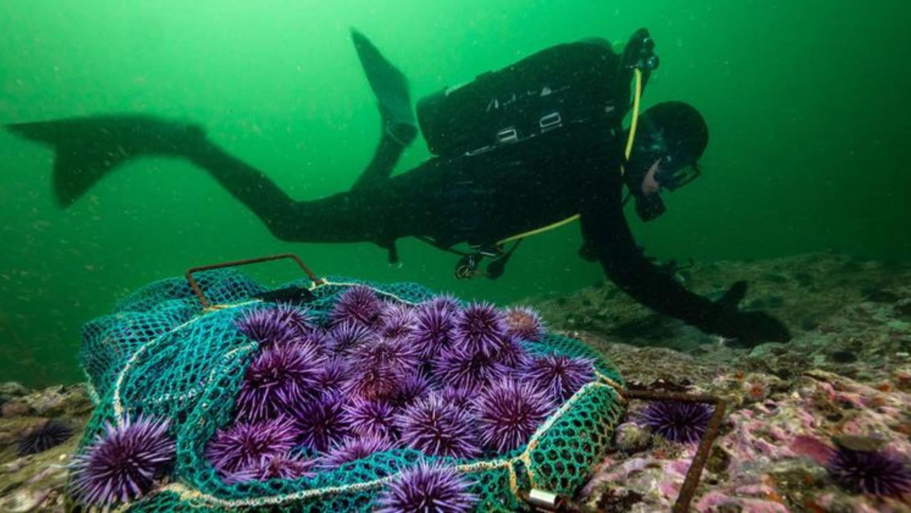 Se calcula que el 60% porciento de los ecosistemas marinos estan degradados o se mantienen de forma insostenible.