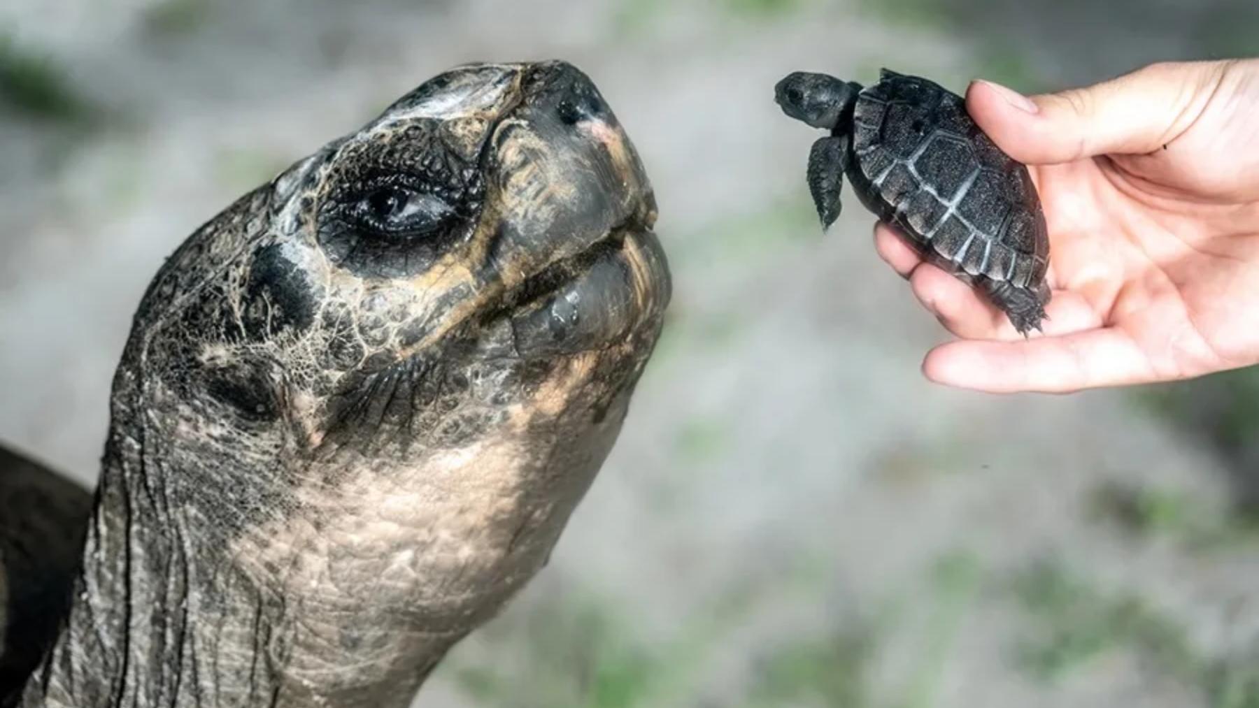 Fotografía de la tortuga de las Galápagos ‘Goliat’ conociendo a su cría eclosionada de su huevo el 4 de junio en este Zoo de Miami, Florida, EE.UU.