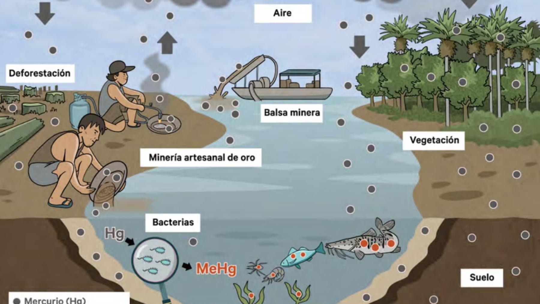 Distribución del mercurio emitido al ambiente y su deposición en los sedimentos, el suelo y la vegetación. 