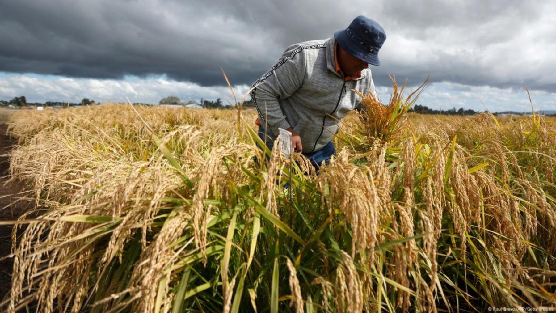 El cultivo del nuevo arroz chileno ultrarresistente consume mucha menos agua que en el cultivo tradicional, y con ello se aminoran los efectos para el clima.
