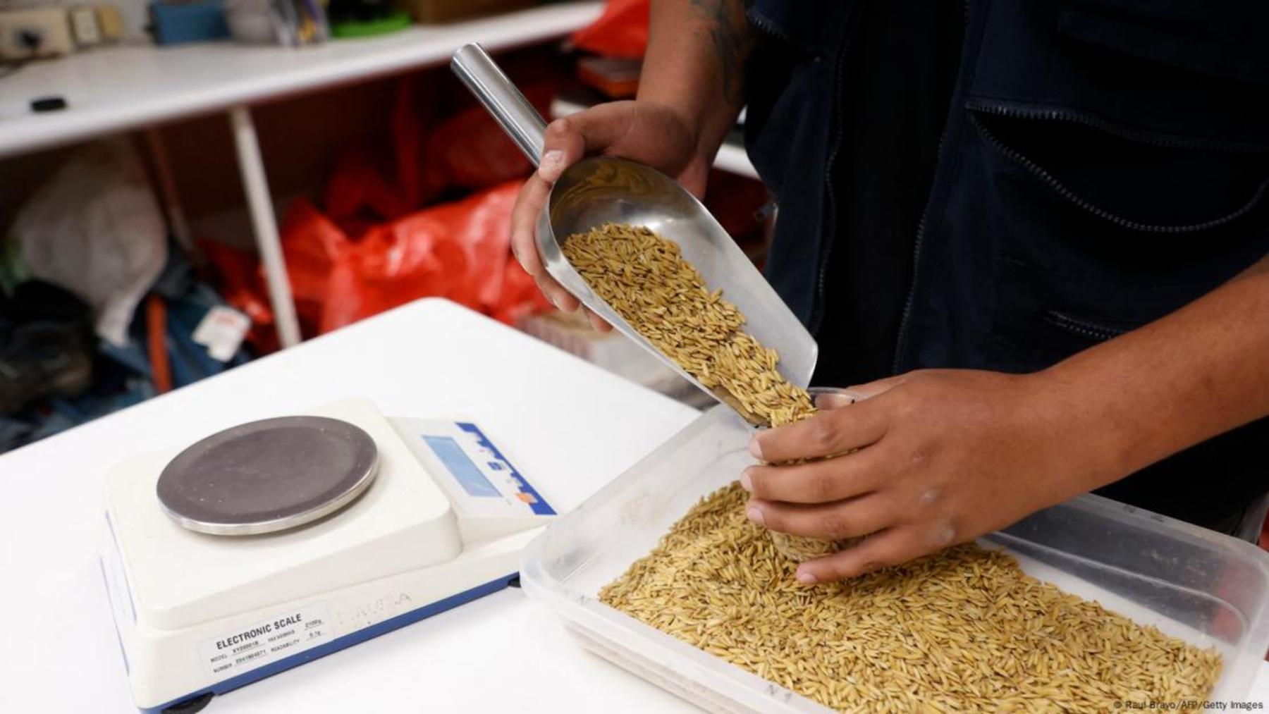 La variedad chilena de arroz Jaspe es de grano largo y además es muy prolífica: de cada semilla brotan otras 30, casi diez veces más que en un campo normal.
