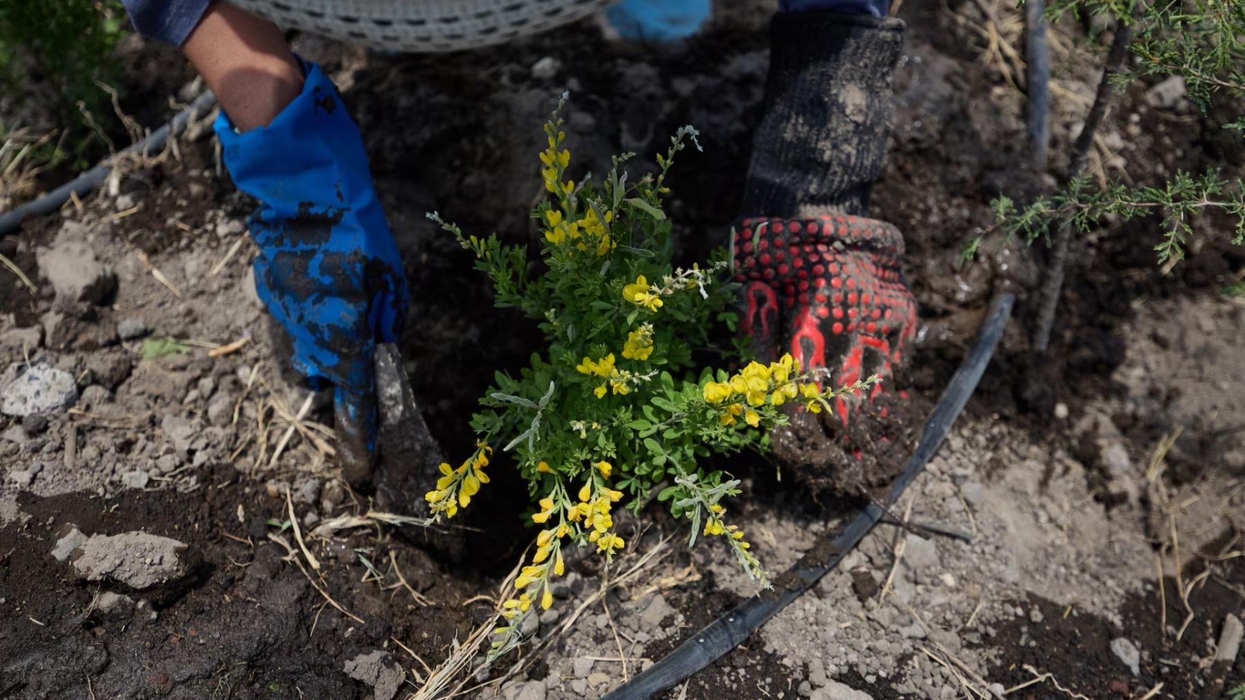 Una voluntaria pone tierra a una planta Retama durante la jornada de plantación para un nuevo bosque de Bolsillo en la Universidad Tecnológica de Nezahualcóyotl.