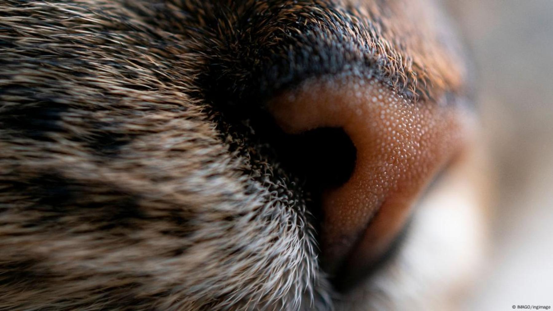 El grupo de investigación japonés descubrió que los gatos utilizan la fosa nasal derecha cuando se exponen al olor de un humano desconocido, en lugar de la fosa nasal izquierda, que suelen utilizar cuando huelen el olor de alguien que conocen.