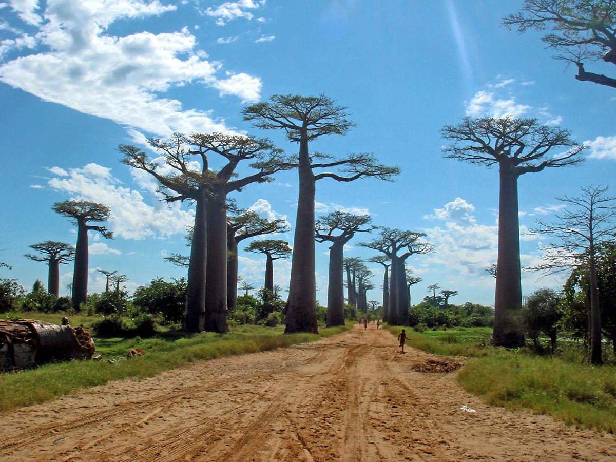 Baobab Avenue Madagascar