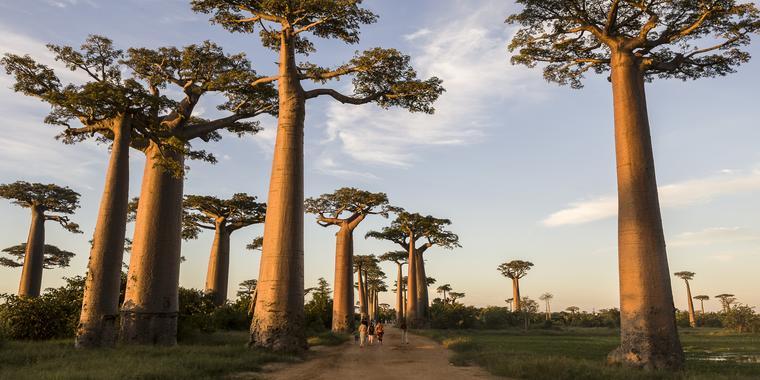 Baobab Avenue Madagascar